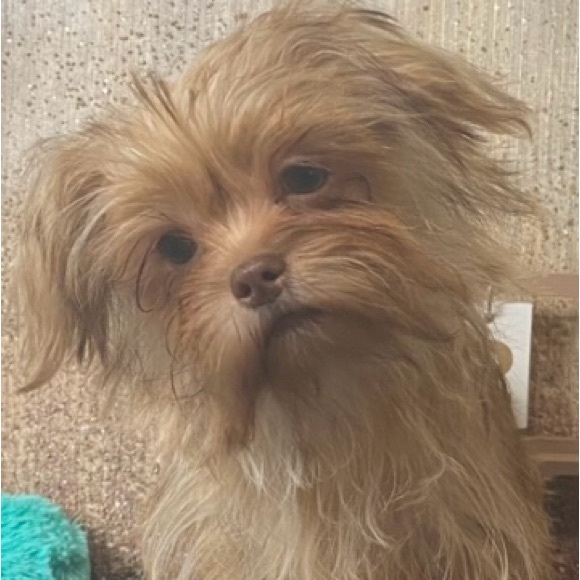 💕 Shorkies & Shih Tzu 💕 - Picture 14 of 14